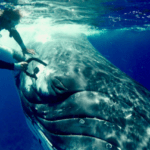 Ballena le salva la vida una bióloga marina de ser devorada por tiburones 6 Screenshot 1 4
