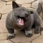 Viral animal Perro o gato 10 Screenshot 4