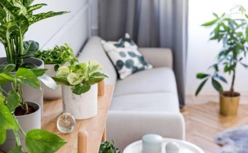 10 plantas que pueden filtrar el aire contaminado de Duquesa 5 Screenshot 10 2