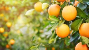 Mira por qué deberías incorporar más naranjas a tu dieta diaria 5 shutterstock 593811710 14665388 20200912140254