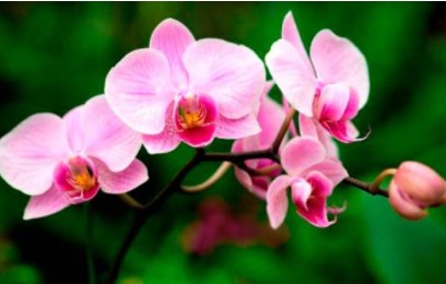 Ministerio de Educación licita compra de orquídeas por casi RD$700 mil