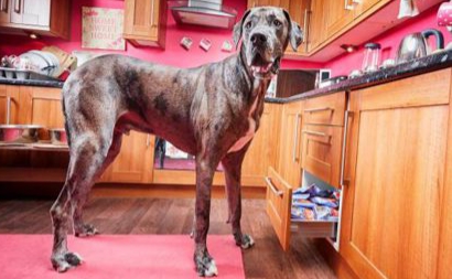Muere el perro más grande del mundo a los ocho años y medio